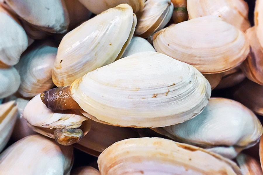 Clams – Soft Shell, Steamers, Available Online — Intershell Seafood