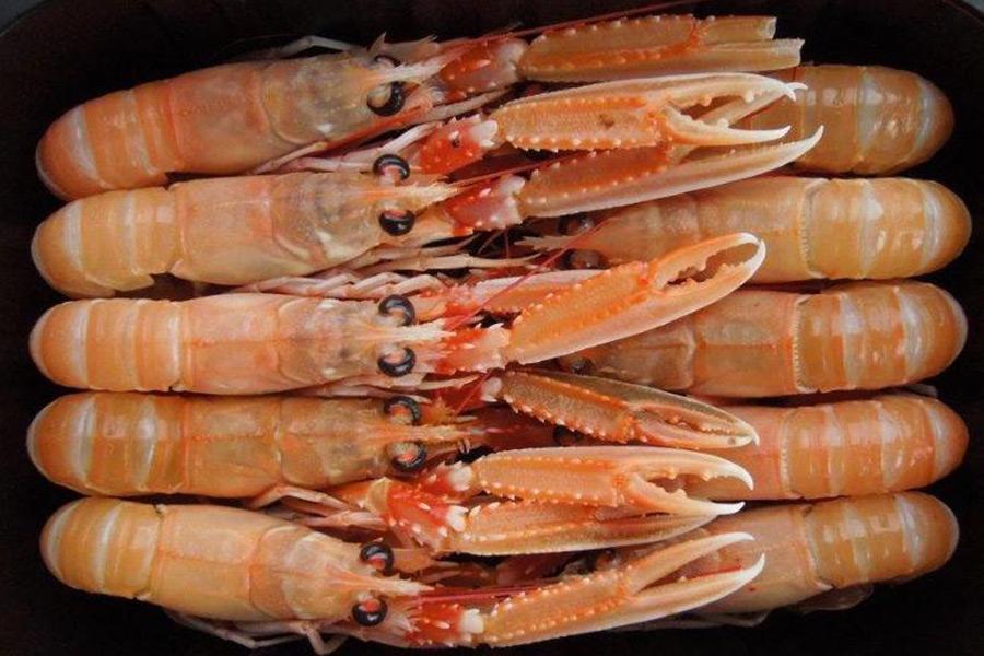 Langoustines avec tête islande 2kg